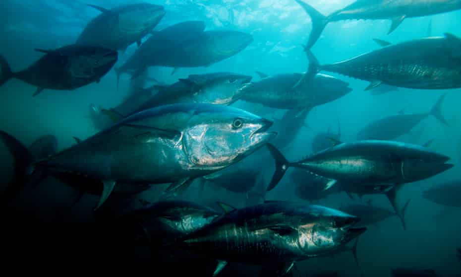 Northern Bluefin tuna