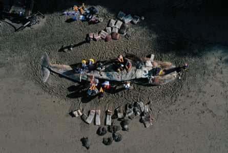 A necropsy is performed on a beached grey whale in Tiburon, California, in April 2019.