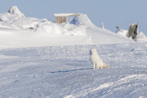 Uma raposa-do-ártico se camufla na paisagem de Cambridge Bay, Nunavut, Canadá.