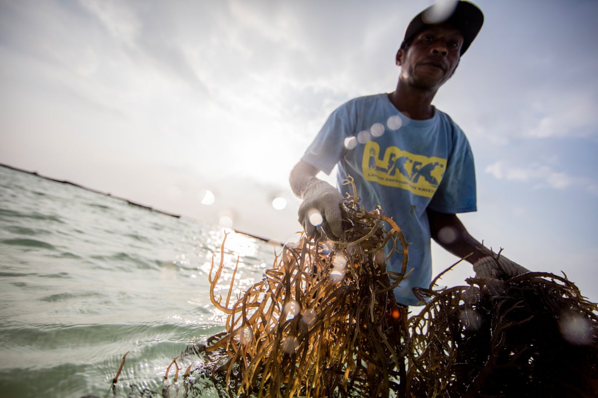 Living in Indonesia's marine protected areas - in pictures