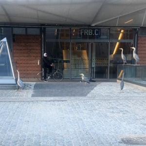 Herons attempting to shop for essentials in Copenhagen.