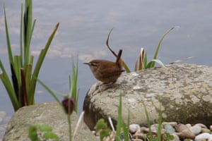 A wren gets ready for its close-up in Lancaster.