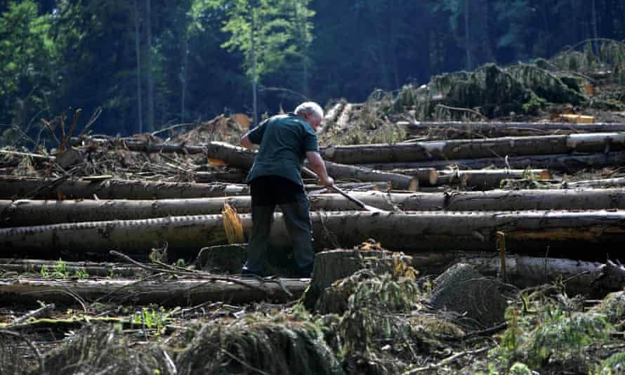 A forester scrapes the bark of a beech tree to control pests in a forest suffering from drought stress in Hoexter, western Germany.