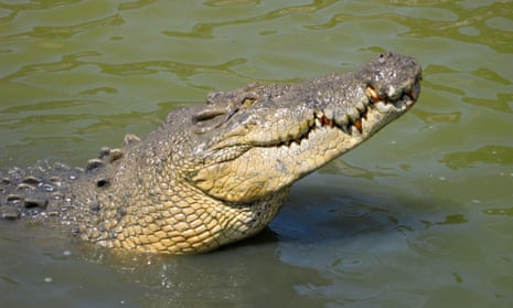 An Ethical Crocodile Handbag? - WSJ