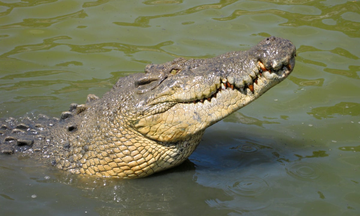 Australian Farm To Hold 50 000 Crocodiles For Luxury Hermes Goods Questioned By Animal Welfare Groups Crocodiles The Guardian
