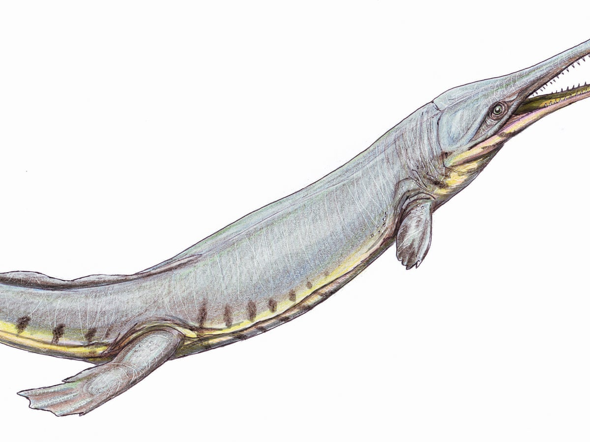 Ancient ocean-going crocodiles mimicked whales and dolphins | Palaeontology  | The Guardian