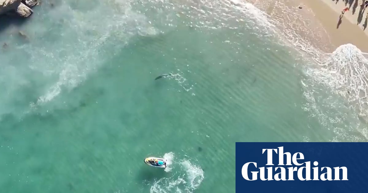 Sydney shark attack: beaches in north closed after dolphin mauled