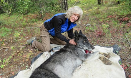 Diane Boyd with a tranquilised wolf in the field.