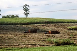 Sugarcane harvesting in Lugazi, 50km east of Kampala. Uganda has established three sugar factories that still lack sugarcane supply due to a shortage of suitable growing areas.