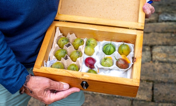 A grower’s gooseberries