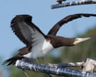 I was a hardcore twitcher. I understand why the Cocos booby has Australia’s birders in a frenzy | Andrew Stafford