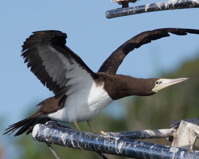 I was a hardcore twitcher. I understand why the Cocos booby has Australia’s birders in a frenzy | Andrew Stafford