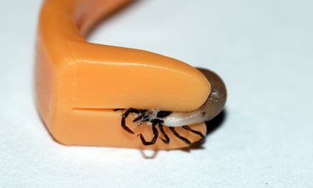 An engorged tick removed from a host.