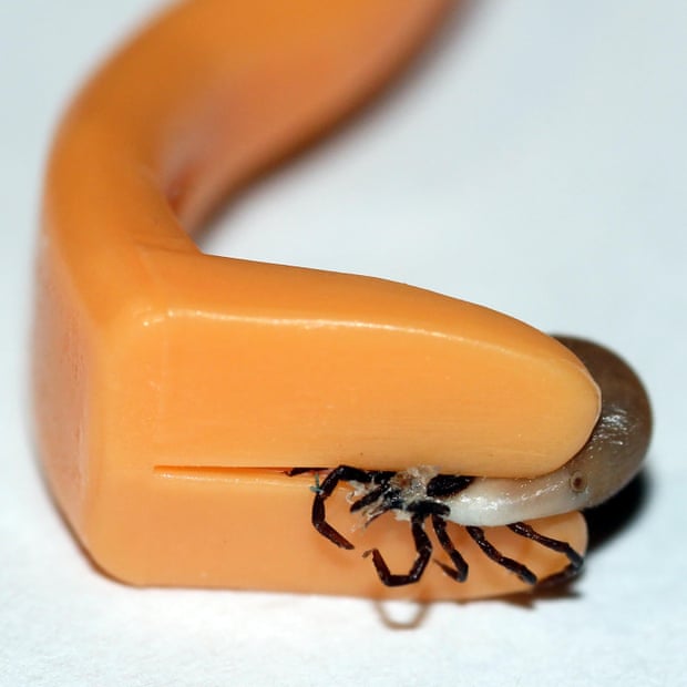 How Afraid Should We Be Of Ticks And Lyme Disease Health Wellbeing The Guardian How Afraid Should We Be Of Ticks And Lyme Disease Health Wellbeing The Guardian