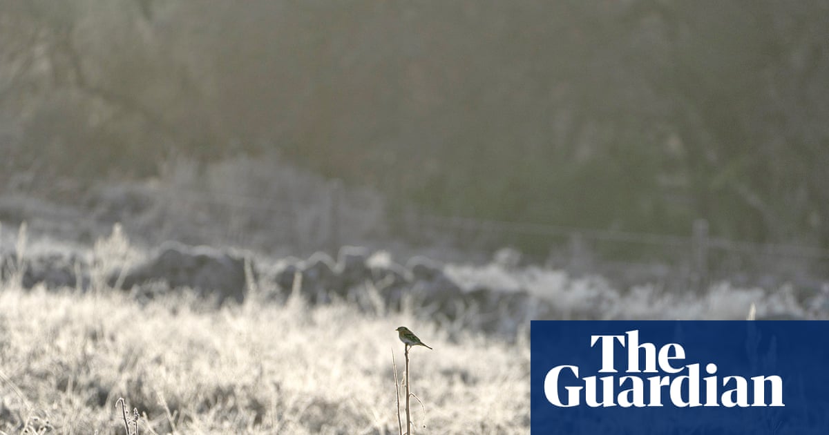 Country diary: Everything is frozen, but still the finches come | Amanda Thomson