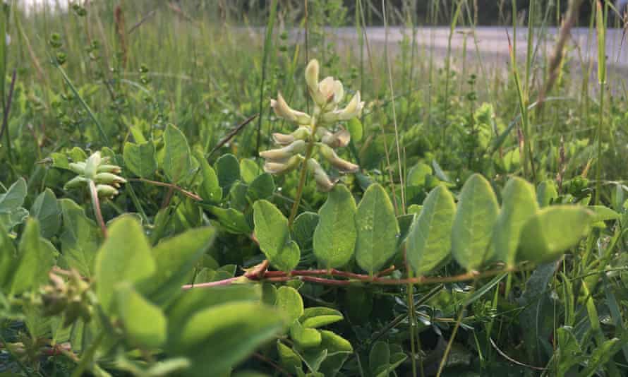 Wild liquorice.