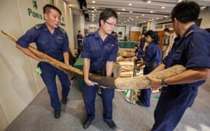 Hong Kong customs officers hold a large seized ivory tusk as part of an illegal shipment from Ivory Coast in Africa.