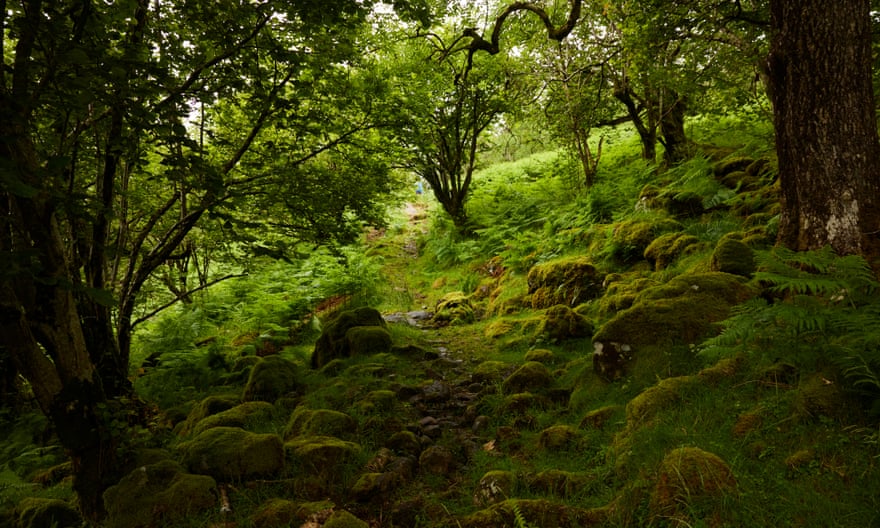 Tracks used by cattle in the Lake District