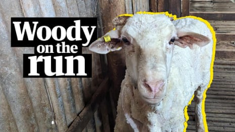 Woody the runaway sheep brought in for first shearing in three years – video