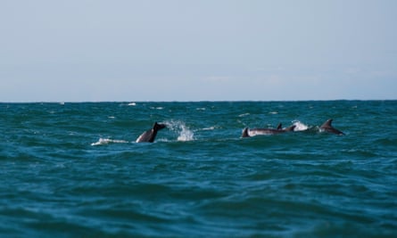 Dolphin tours, Cardigan Bay, Wales