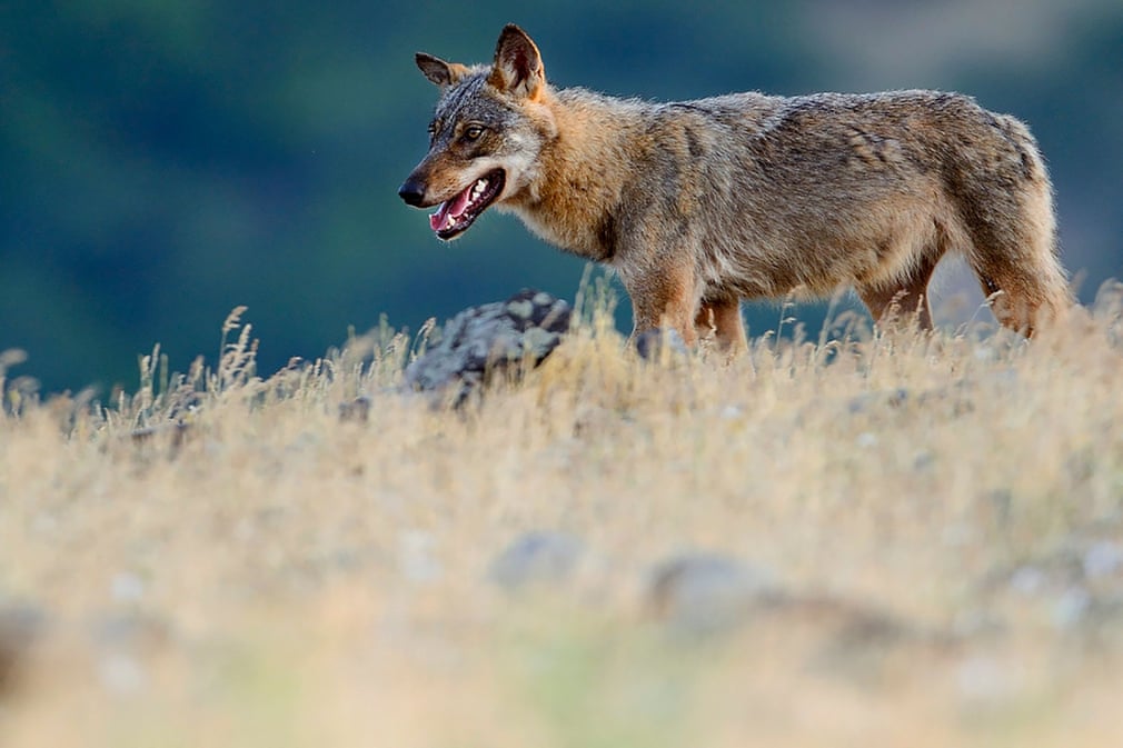 The Week in Wildlife. 3000