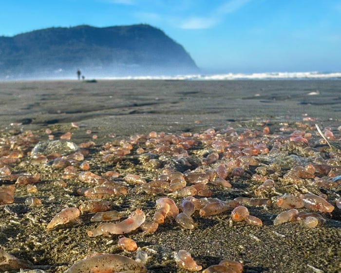 Thousands of sea cucumbers wash ashore in coastal Oregon town