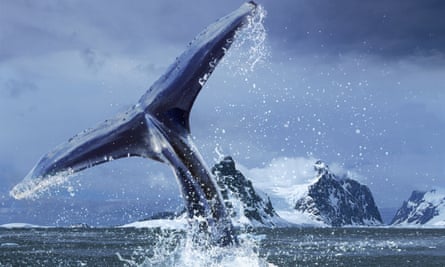 The tail of a Humpback whale in Antarctica