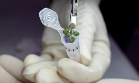 Scientists grow plants in lunar soil for the first time