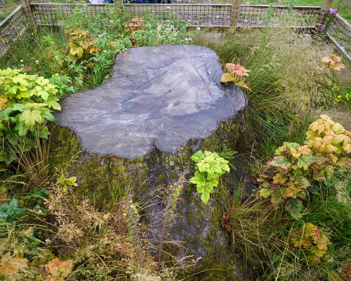 Artists given chance to use wood from felled Sycamore Gap tree