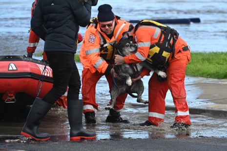 A dog is brought to dry land by SES workers in Maribyrnong on Friday.
