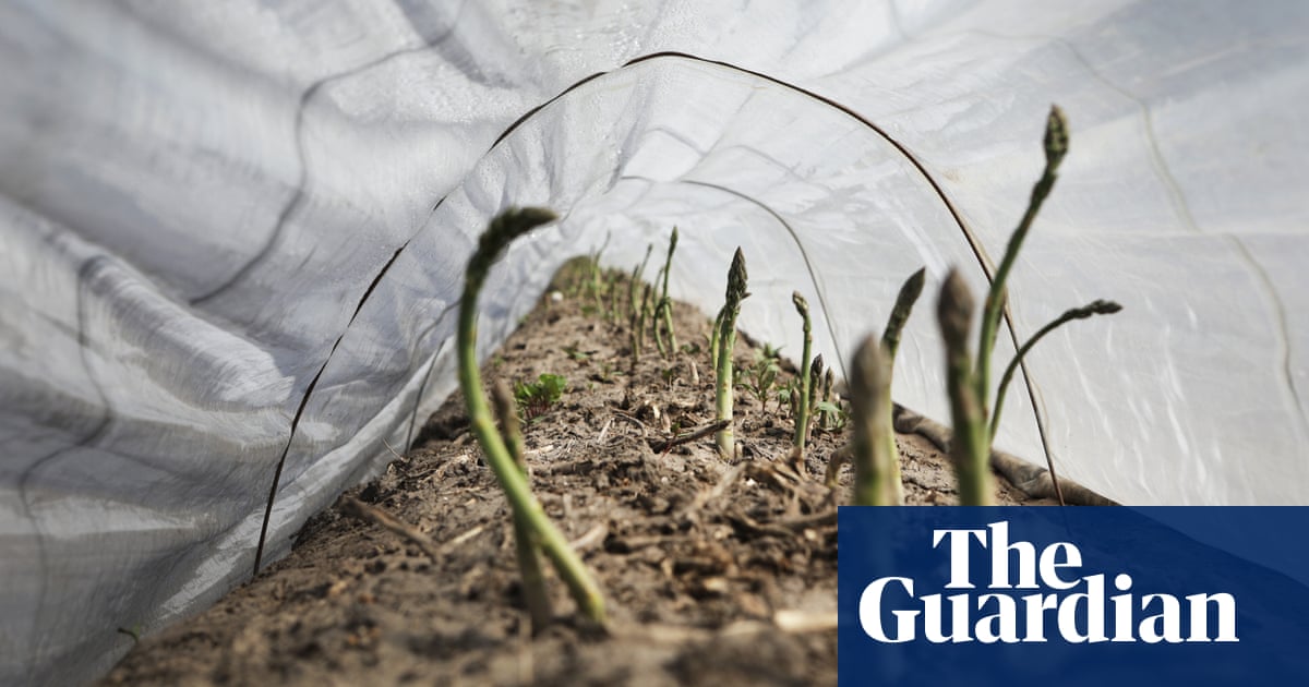 Mild winter brings British asparagus to shops eight weeks early