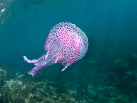 A purple spotted jellyfish