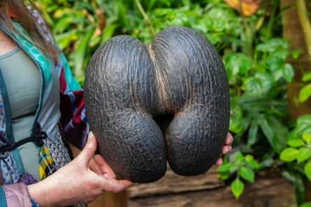 Closeup of a large brown nut that resembles a bottom