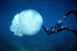 Diver and large jellyfish