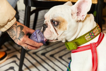 Luis Cruz and his Frenchie, Marley, photographed at Dogue, a cafe for dogs and their owners