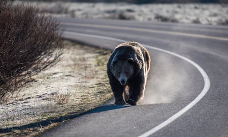 Grizzly populations have grown since they came under the protection of the Endangered Species Act.