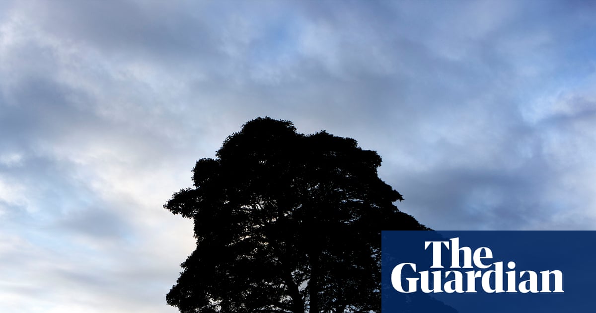 Sycamore Gap tree was at least 100-120 years old, ring count finds