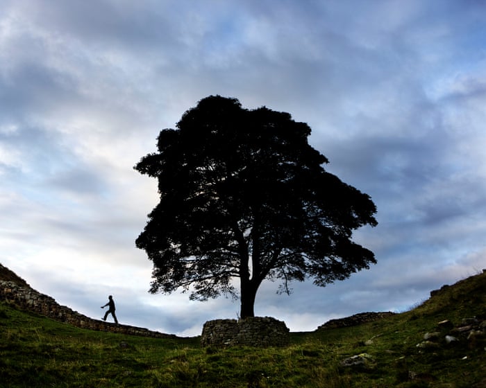 Sycamore Gap tree was at least 100-120 years old, ring count finds