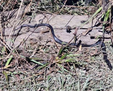 Julie Botfield and her children found a large number of snakes and spiders when they returned home.