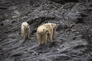 Ursos polares perto do Mar de Barents na Noruega