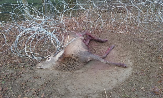 A dead deer on a campsite in Radenci in Slovenia