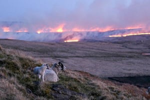 Marsden: Ovelhas descansam em uma encosta enquanto as chamas de um incêndio na charneca sobem atrás delas.