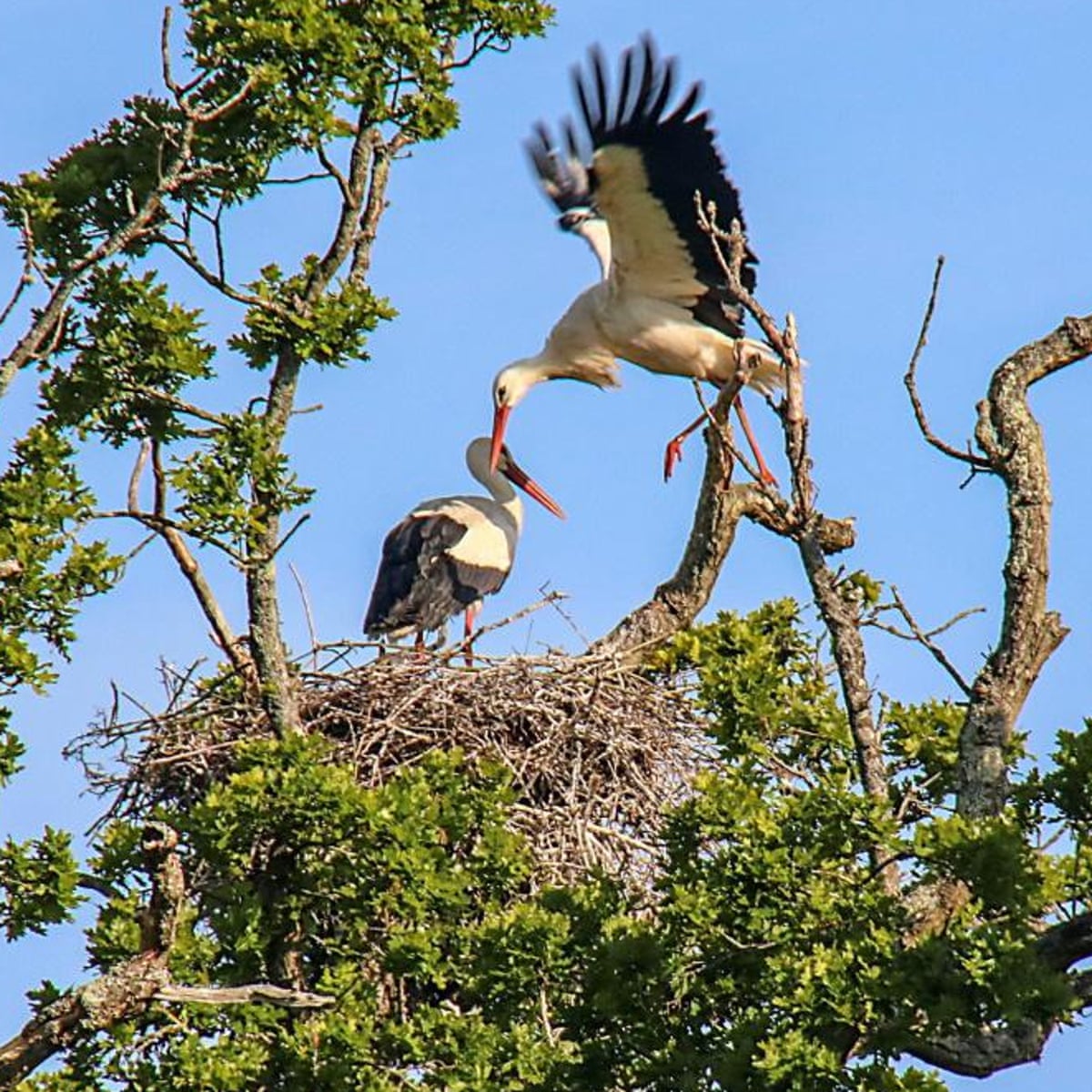 Wild White Storks Hatch In Uk For First Time In Hundreds Of Years Birds The Guardian Wild White Storks Hatch In Uk For First Time In Hundreds Of Years Birds The Guardian