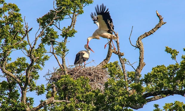 White storks at a nest where the first chicks have hatched.