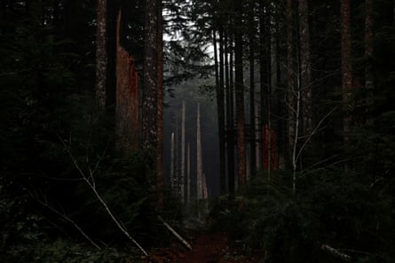 Trees are seen damaged during. the aftermath of the fires in Clackamas county, near Molalla, Oregon, on 16 September.