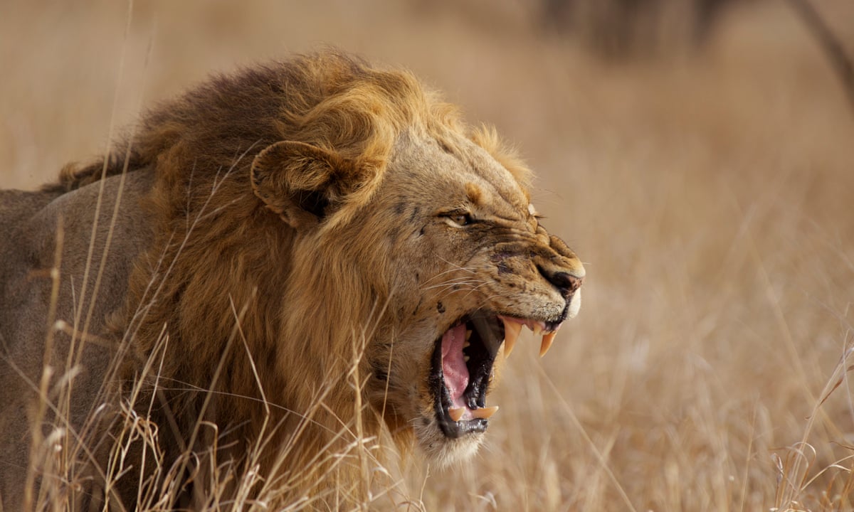 How the lion lost its strength: big cats' survival at risk as DNA defences  dwindle | Wildlife | The Guardian