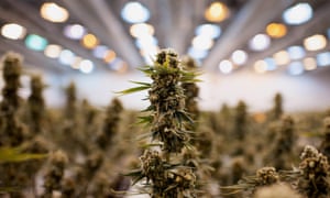 Paul Isenbergh pays at least $4,000 a month for electricity to grow cannabis.
