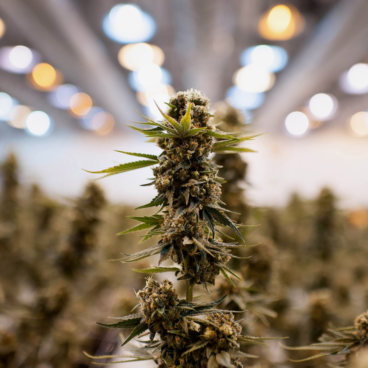 Not So Green How The Weed Industry Is A Glutton For Fossil Fuels Cannabis The Guardian Not So Green How The Weed Industry Is A Glutton For Fossil Fuels Cannabis The Guardian