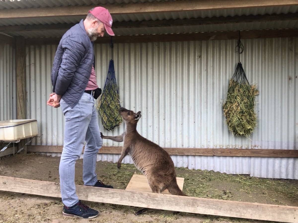 What's that Skip?' Researchers say kangaroos can communicate with people |  Animal behaviour | The Guardian