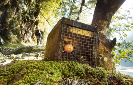 A stoat trap by the Milford Track, a hiking route on the South Island, New Zealand